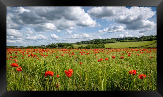 Poppy fields in Corbridge, Northumberland  Framed Print by Marcia Reay
