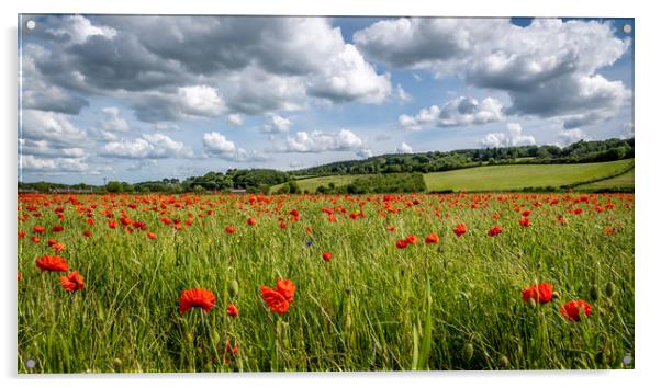 Poppy fields in Corbridge, Northumberland  Acrylic by Marcia Reay