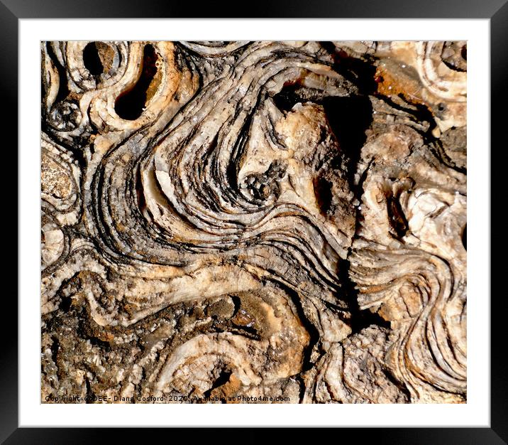 Coastal rock platform, fossilised & eroded. Mallor Framed Mounted Print by DEE- Diana Cosford