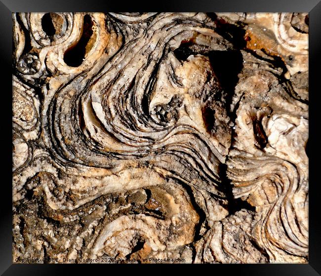 Coastal rock platform, fossilised & eroded. Mallor Framed Print by DEE- Diana Cosford