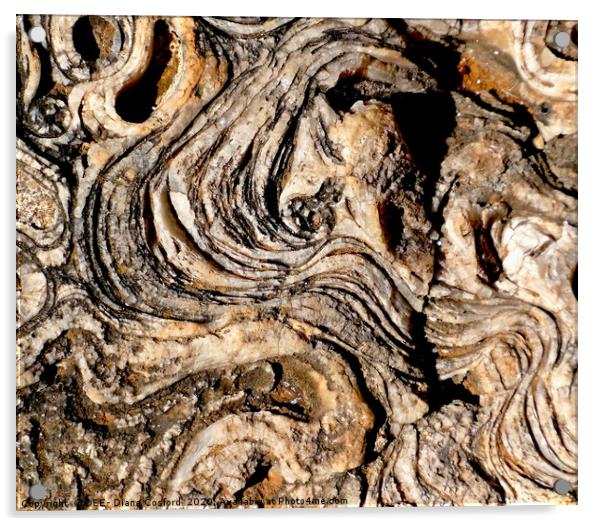 Coastal rock platform, fossilised & eroded. Mallor Acrylic by DEE- Diana Cosford