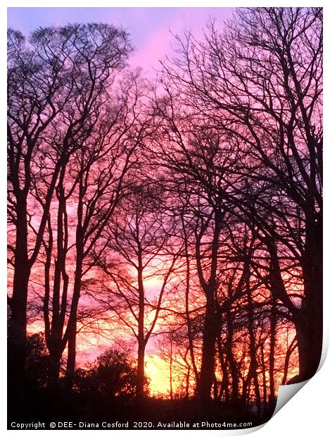 Sunset through Trees in Cumbria, The Lake District Print by DEE- Diana Cosford