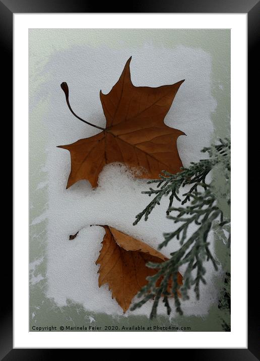 Maple leaves Framed Mounted Print by Marinela Feier