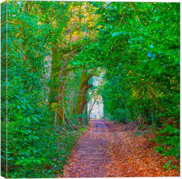 Foot Path Walk Canvas Print by Clive Eariss