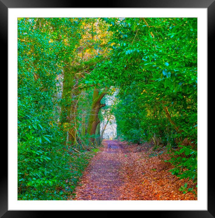 Foot Path Walk Framed Mounted Print by Clive Eariss