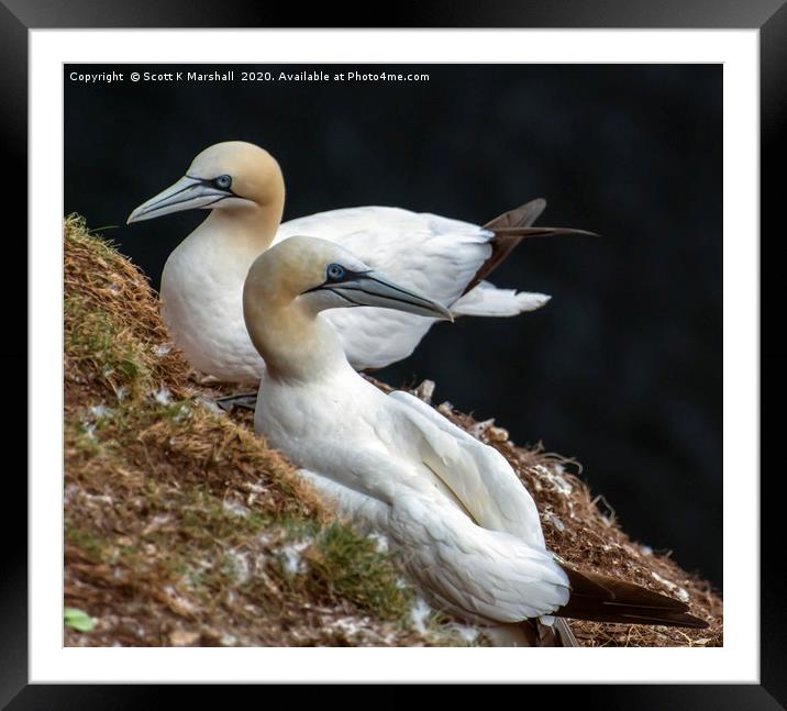 Troup Head Gannet Framed Mounted Print by Scott K Marshall