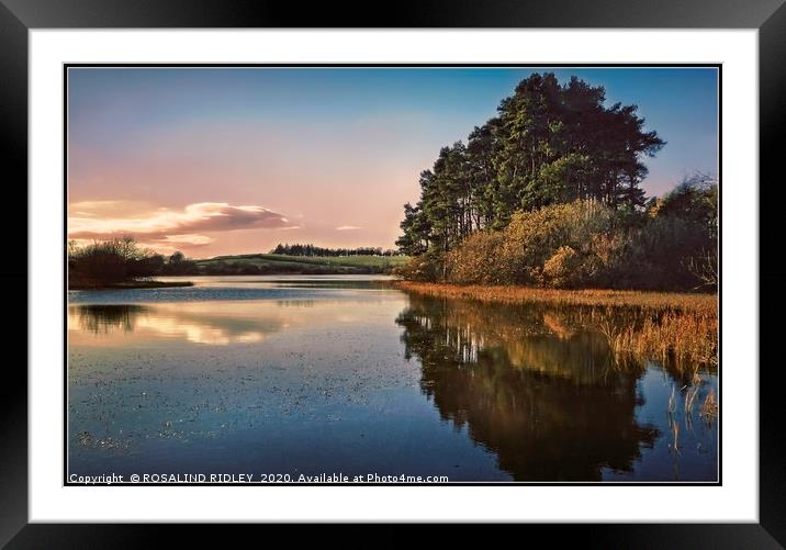 "Evening reflections at Lindean Loch Nature reserv Framed Mounted Print by ROS RIDLEY