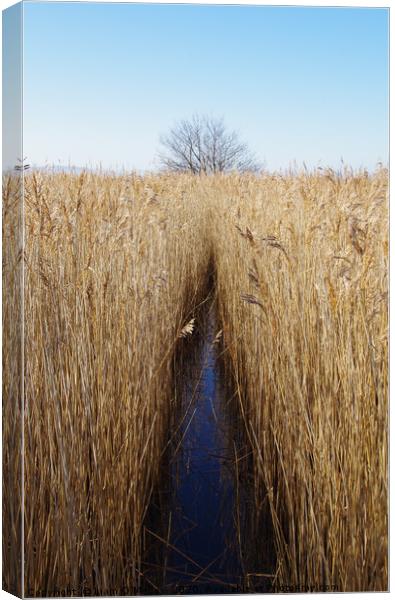 Parting the reeds Canvas Print by Liam Neon