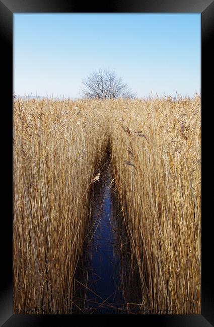 Parting the reeds Framed Print by Liam Neon