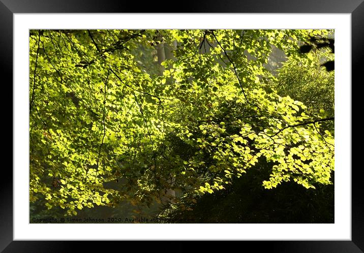 Sunlit Spring leaves Framed Mounted Print by Simon Johnson