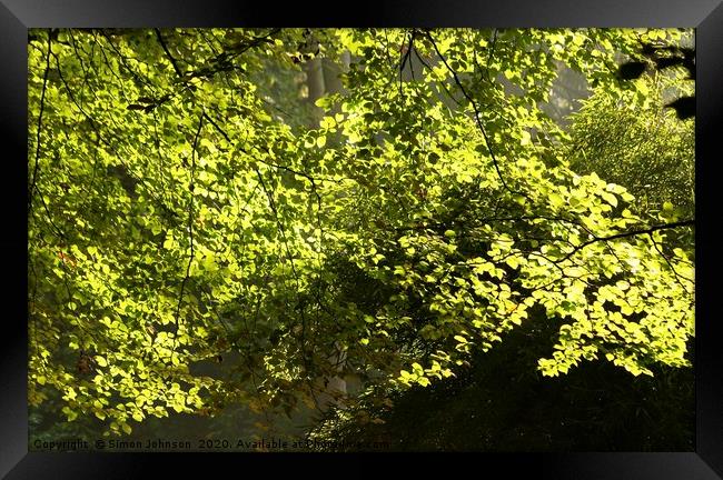Sunlit Spring leaves Framed Print by Simon Johnson