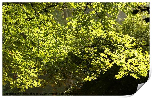 Sunlit Spring leaves Print by Simon Johnson