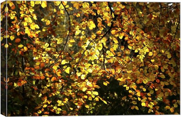 Sunlit autumn leaves Canvas Print by Simon Johnson