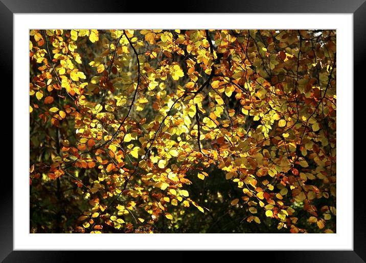 Sunlit autumn leaves Framed Mounted Print by Simon Johnson
