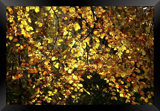 Sunlit autumn leaves Framed Print by Simon Johnson