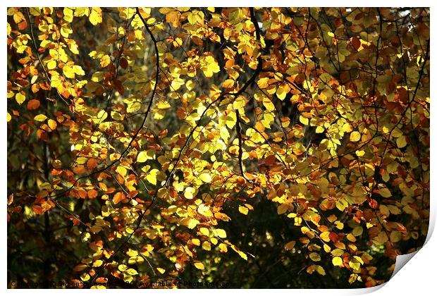 Sunlit autumn leaves Print by Simon Johnson