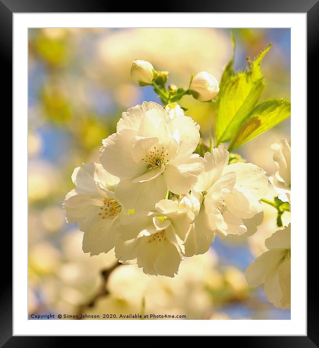 sunlit spring blossom  Framed Mounted Print by Simon Johnson