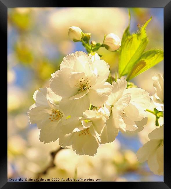sunlit spring blossom  Framed Print by Simon Johnson