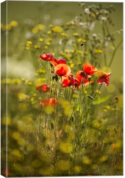Sunlit Poppies in field of rape seed Canvas Print by Simon Johnson