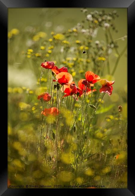 Sunlit Poppies in field of rape seed Framed Print by Simon Johnson