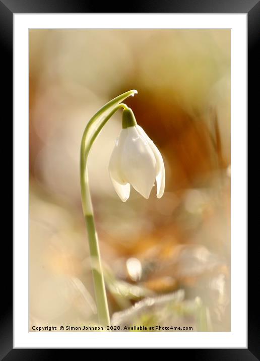 isolated snowdrop Framed Mounted Print by Simon Johnson