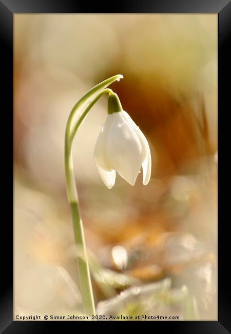 isolated snowdrop Framed Print by Simon Johnson