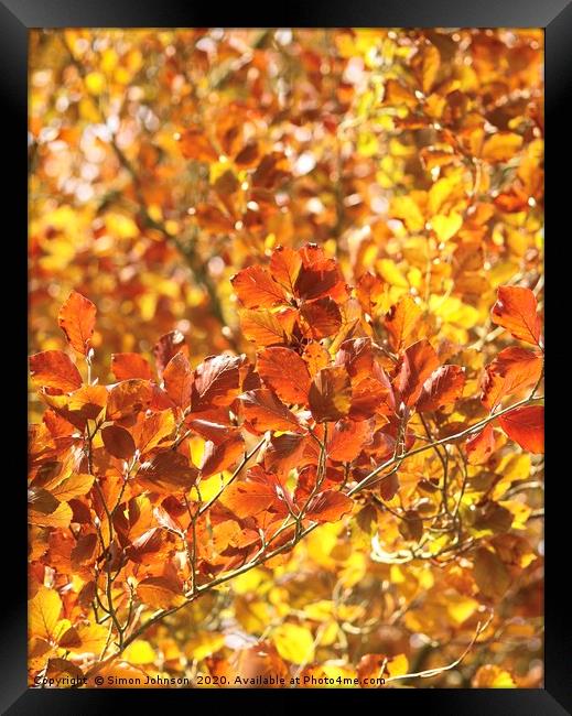 Sunlit Beech leaves Framed Print by Simon Johnson