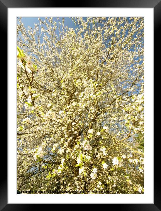 spring Blossom Framed Mounted Print by Simon Johnson