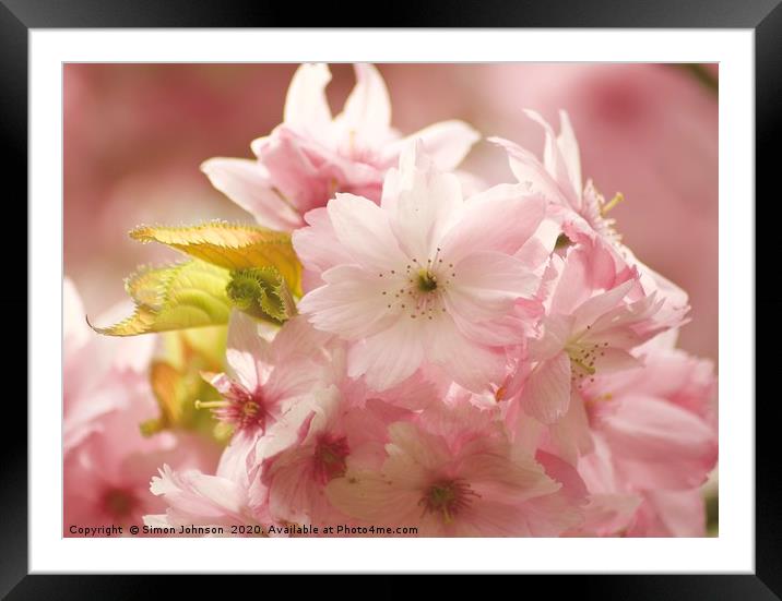 Blossom close up Framed Mounted Print by Simon Johnson