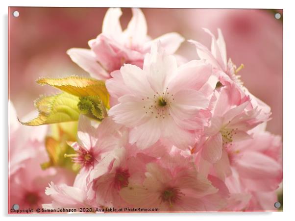 Blossom close up Acrylic by Simon Johnson