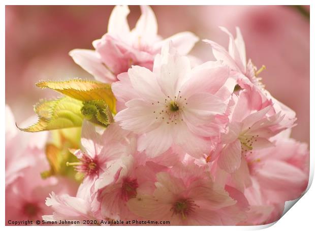 Blossom close up Print by Simon Johnson