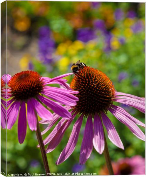 Bumblebee and CONEFLOWER Canvas Print by Paul Brewer