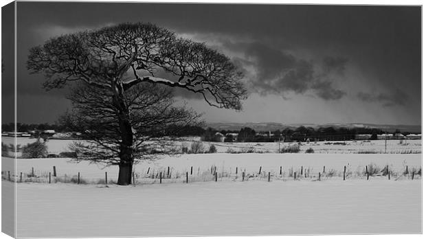 Tree in the snow Canvas Print by Keith Thorburn EFIAP/b