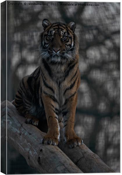 Sumatran Tiger Canvas Print by rawshutterbug 