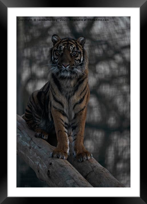 Sumatran Tiger Framed Mounted Print by rawshutterbug 