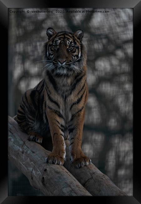 Sumatran Tiger Framed Print by rawshutterbug 