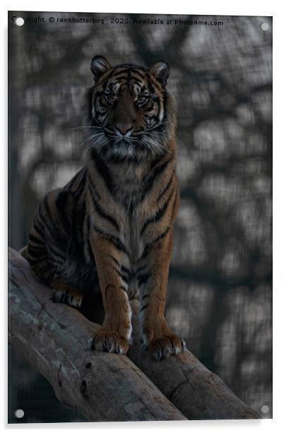 Sumatran Tiger Acrylic by rawshutterbug 