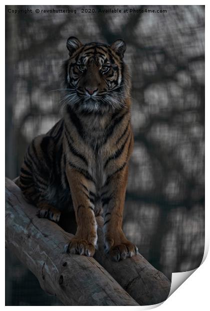Sumatran Tiger Print by rawshutterbug 