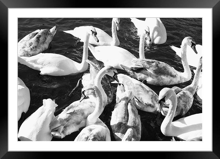 Swans-a-Swimming Framed Mounted Print by David Gardener