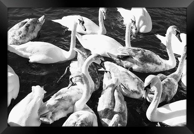 Swans-a-Swimming Framed Print by David Gardener