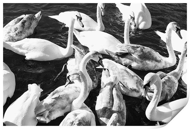 Swans-a-Swimming Print by David Gardener
