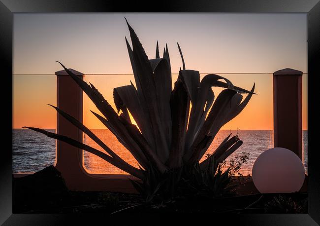 Cactus  silhouette at Sunrise Framed Print by Wendy Williams CPAGB