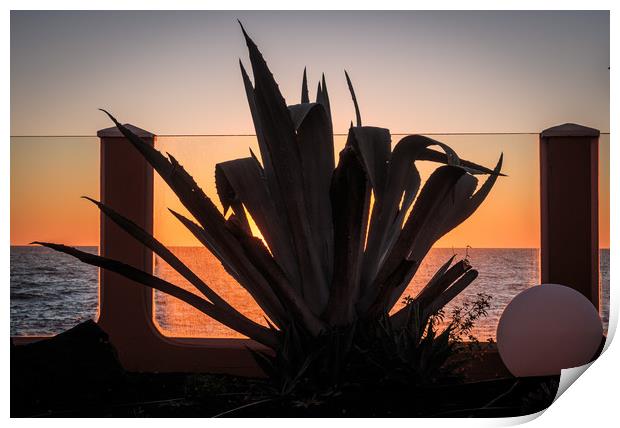 Cactus  silhouette at Sunrise Print by Wendy Williams CPAGB