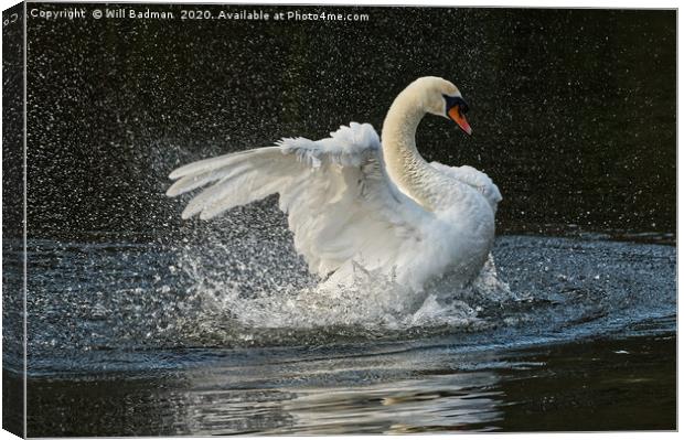 Swan flapping its wings on the lake in Yeovil uk Canvas Print by Will Badman