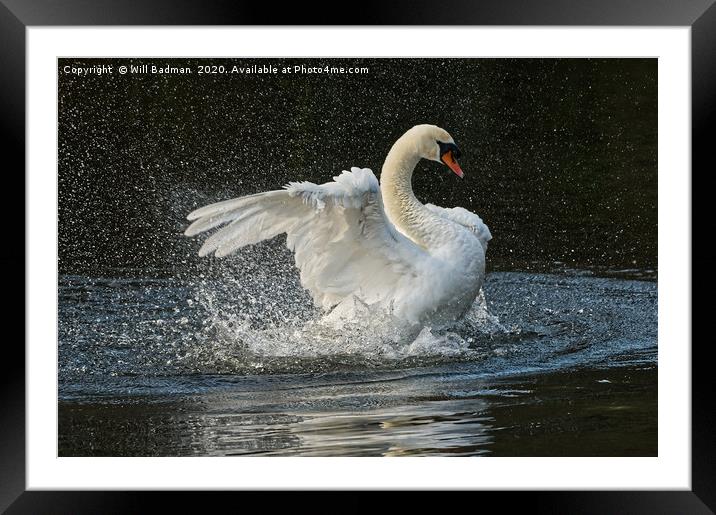 Swan flapping its wings on the lake in Yeovil uk Framed Mounted Print by Will Badman