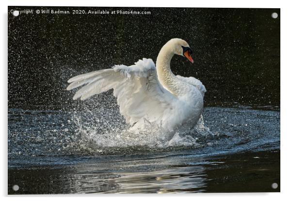 Swan flapping its wings on the lake in Yeovil uk Acrylic by Will Badman