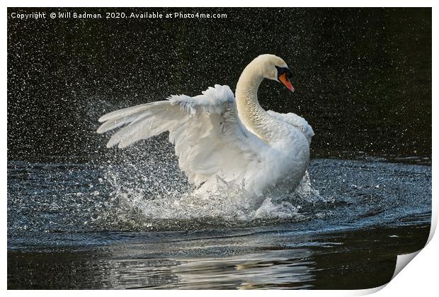 Swan flapping its wings on the lake in Yeovil uk Print by Will Badman