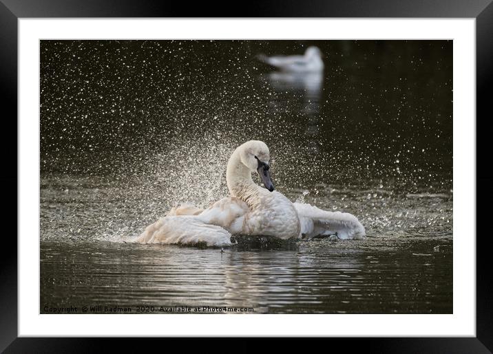 Swan flapping its wings on the lake in Yeovil uk  Framed Mounted Print by Will Badman