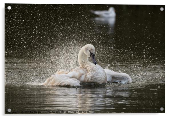 Swan flapping its wings on the lake in Yeovil uk  Acrylic by Will Badman