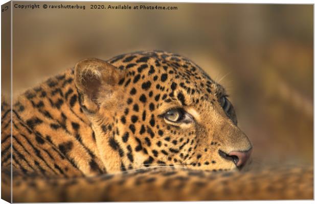 Face Of A Leopard Canvas Print by rawshutterbug 